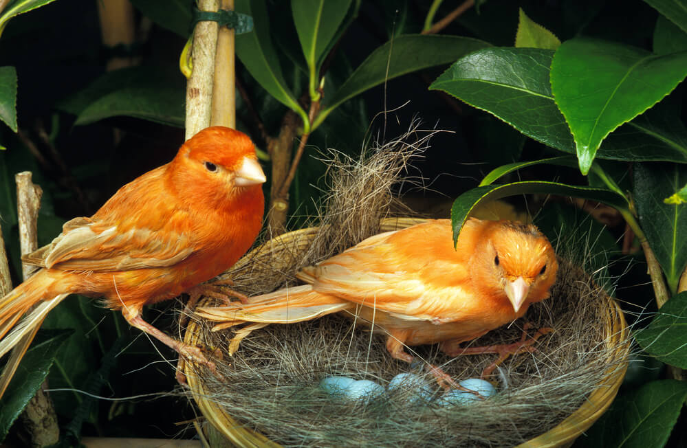 Red Canary, serinus canaria, Pair, Nest with Eggs