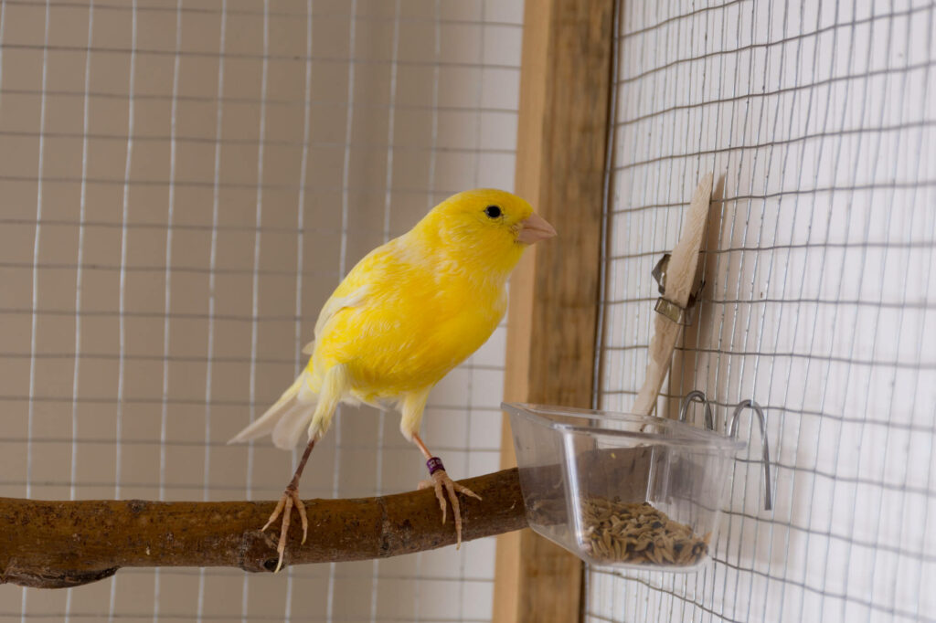 Yellow canary eating bird food and stands at perch In a cage at home